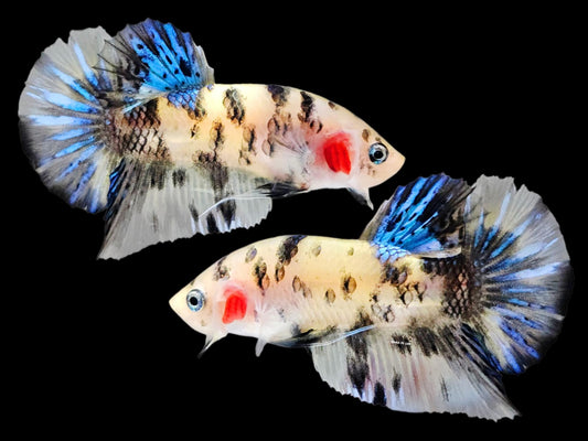 1x Live Blue/White Cellophane Male HMPK Betta (WYSIWYG) F509