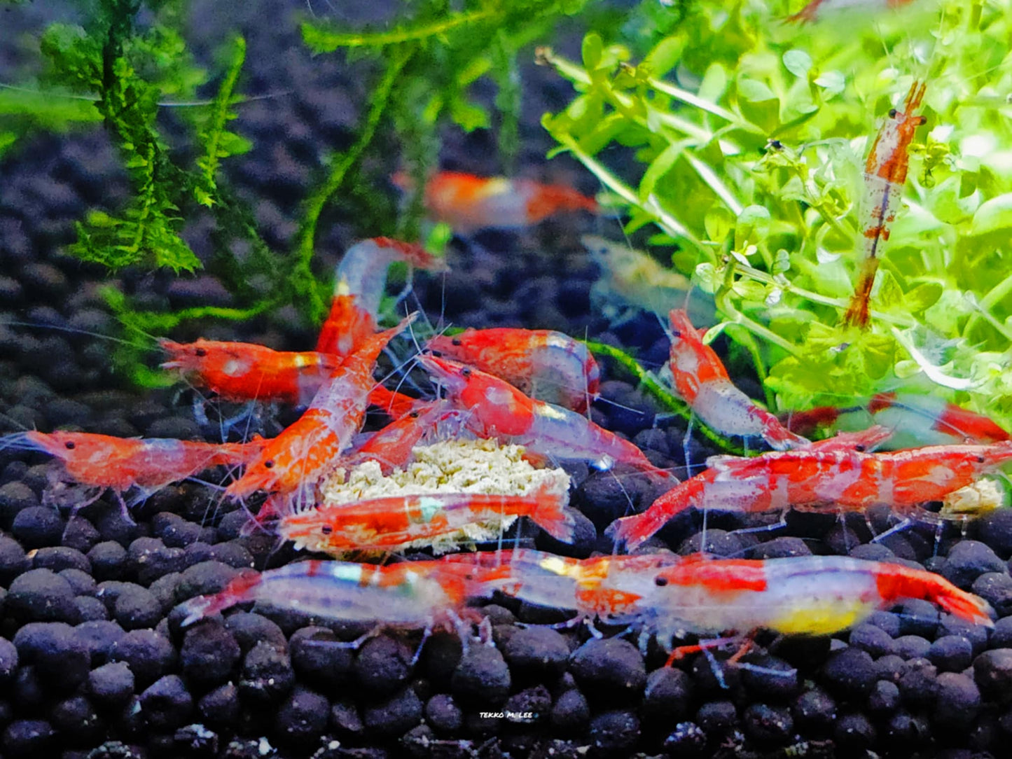 10+1 Red Rili Neocaridina Shrimp Low Grade FAST SHIPPING!