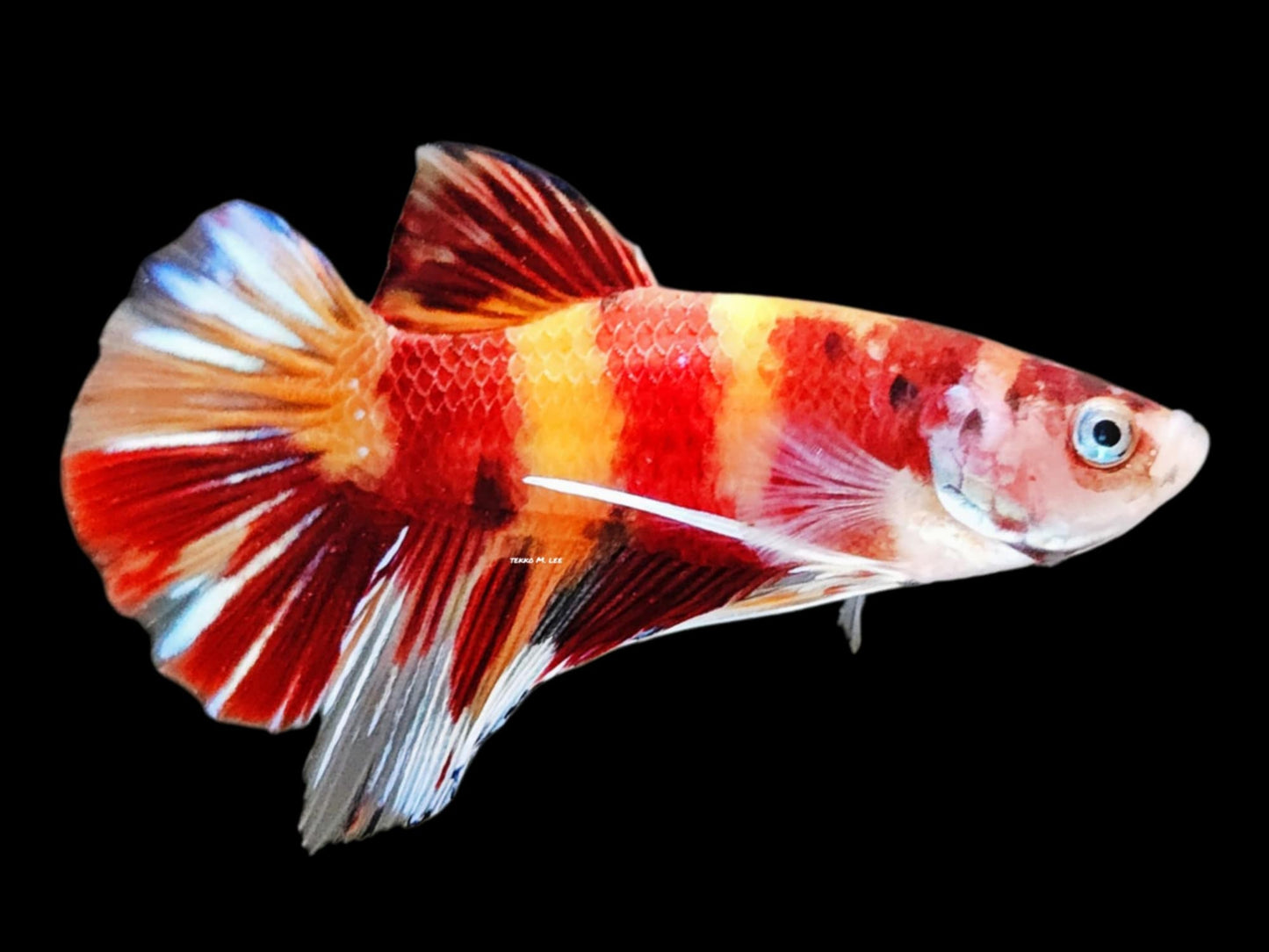 1x Live Orange/Red Multi Color Male HMPK Betta (WYSIWYG) F502