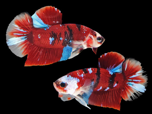 1x Live Red/Blue Multi Color HMPK Male Betta (WYSIWYG) F508
