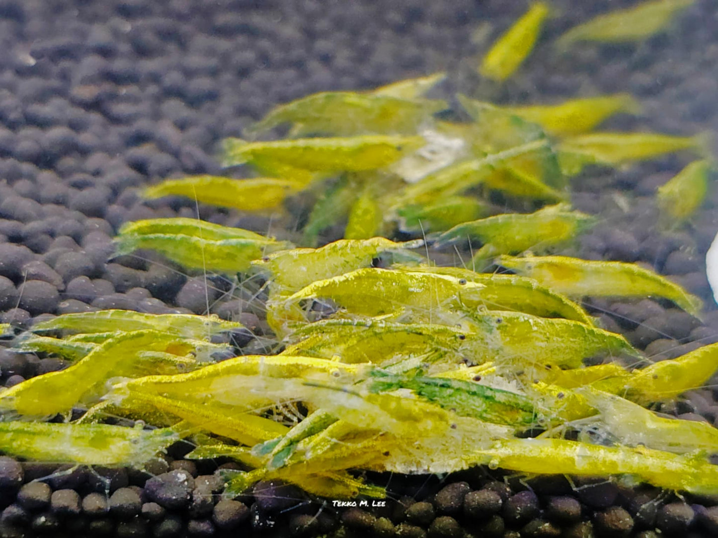 10+1 Green Jade Neocaridina Shrimp Medium to Low Grade FAST SHIPPING!