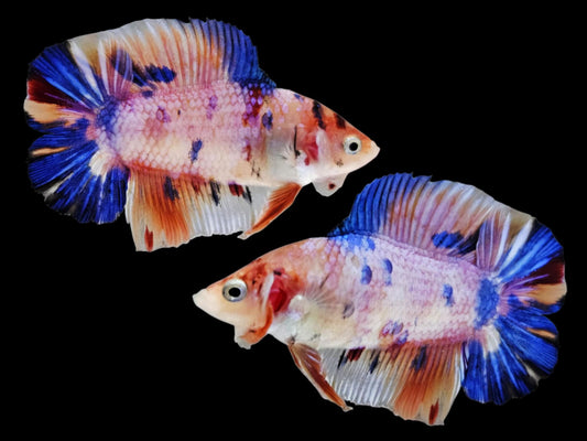 1x Live Multi Color Double Tail Male Betta (WYSIWYG) E303