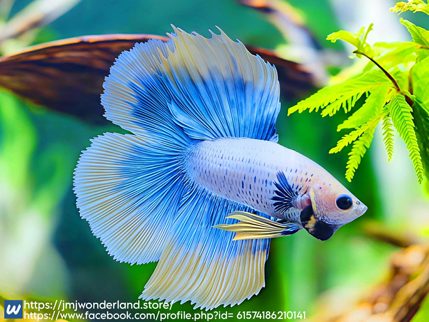 1x Live Blue/Yellow Butterfly Double Tail Male Betta - FST SHIPPING! (WYSIWYG) C201