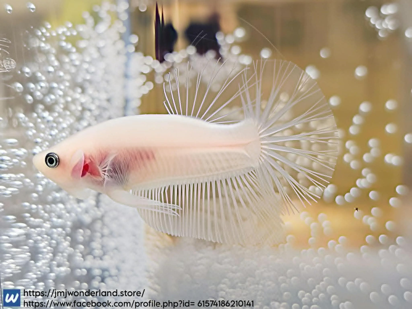 1x Live Clear Cellophane HMPK Male Betta (WYSIWYG) F501