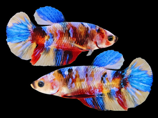 1x Live Yellow Base Candy HMPK Male Betta (WYSIWYG) F504