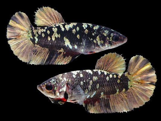 1x Live Avatar Female Betta Ready For Breeding (WYSIWYG) W230