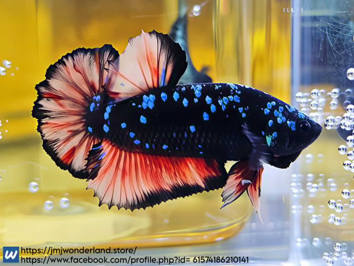 1x Live Orange/Red Avatar HMPK Male Betta - FAST SHIPPING (WYSIWYG) F507