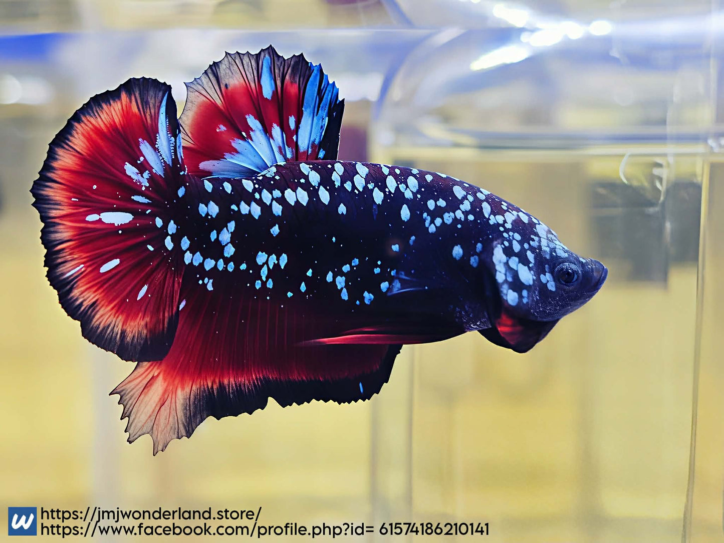 1x Live Red/Blue Avatar HMPK Male Betta - (WYSIWYG) C201