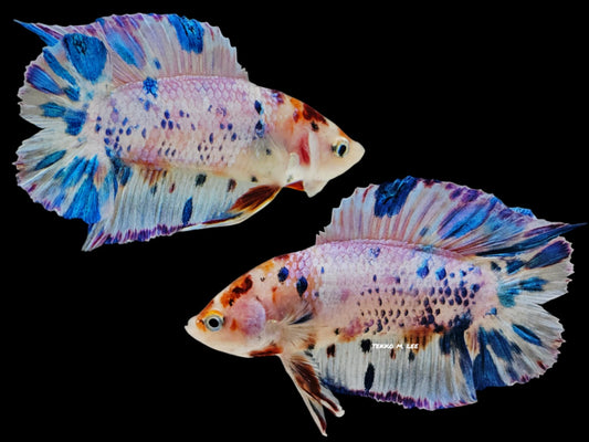 1x Live Blue/White Marble Double Tail HMPK Male Betta (WYSIWYG) C202