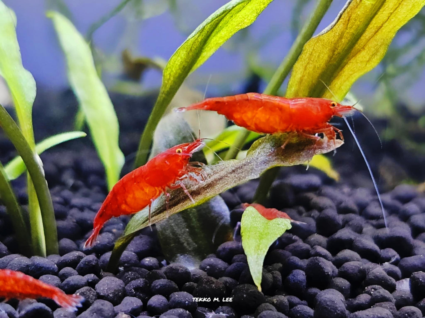 5+1 Red Demon OE Fire Red Neocaridina Shrimp Medium-High Grade FAST SHIPPING!