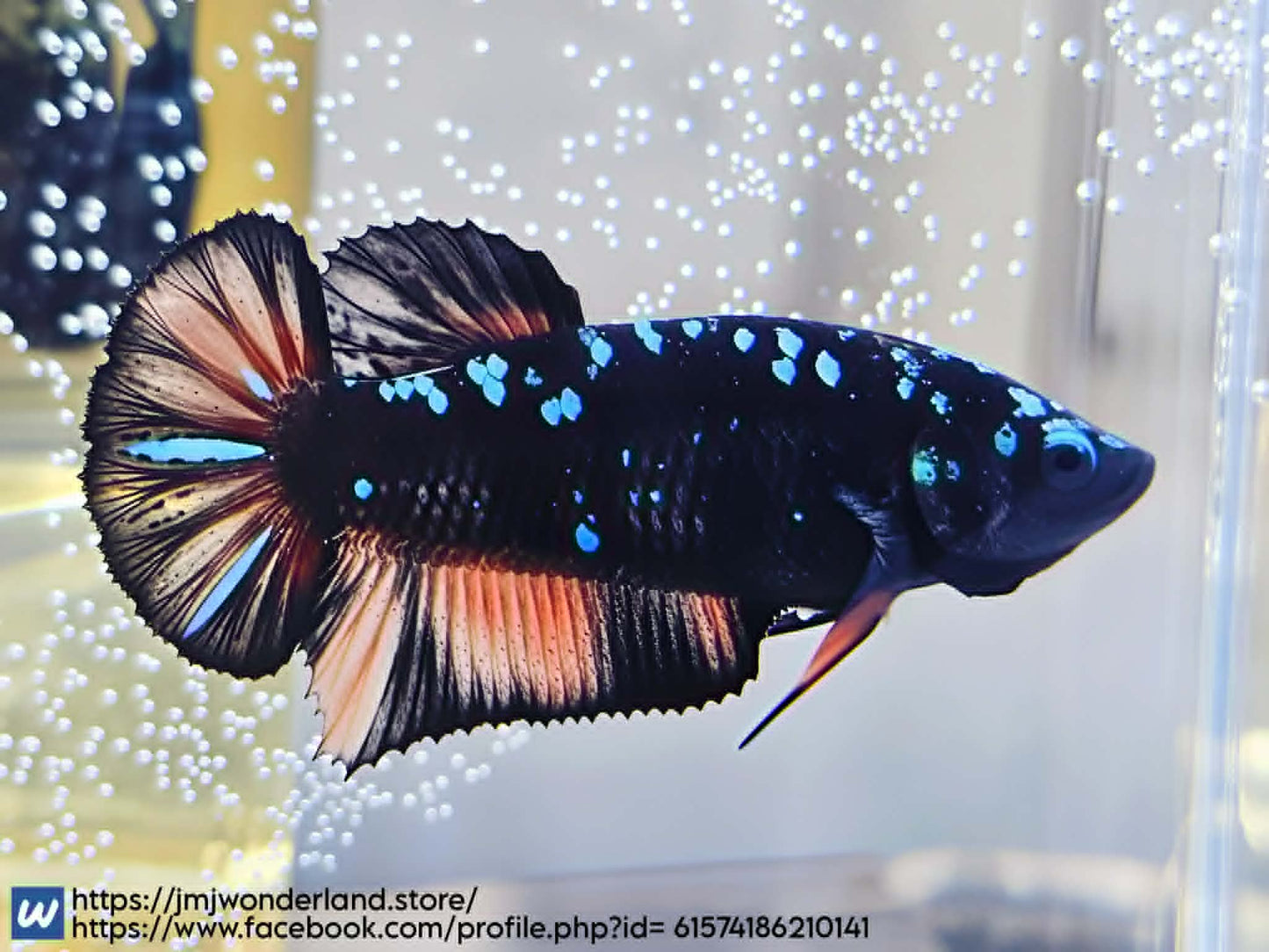 1x Live Avatar HMPK Female Betta - (WYSIWYG) A401 - FAST SHIPPING!