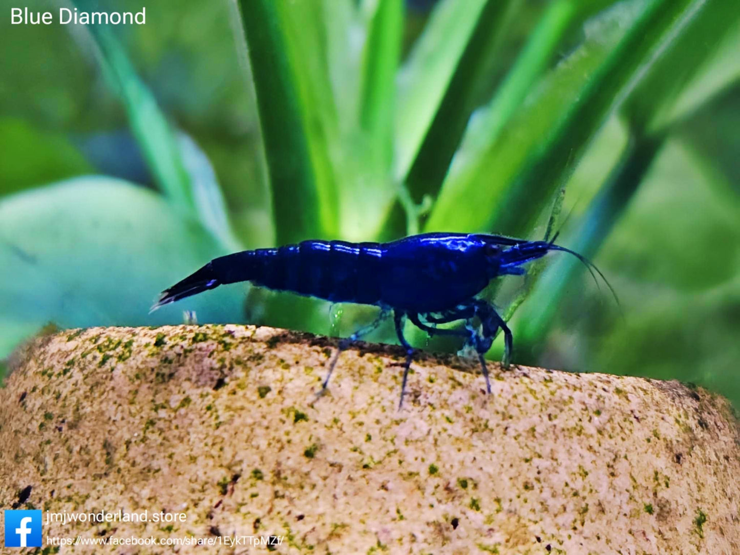 10+1 Blue Diamond Neocaridina Shrimp Medium-High Grade FAST SHIPPING