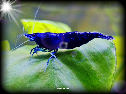 10+1 Blue Diamond Neocaridina Shrimp Medium-High Grade FAST SHIPPING