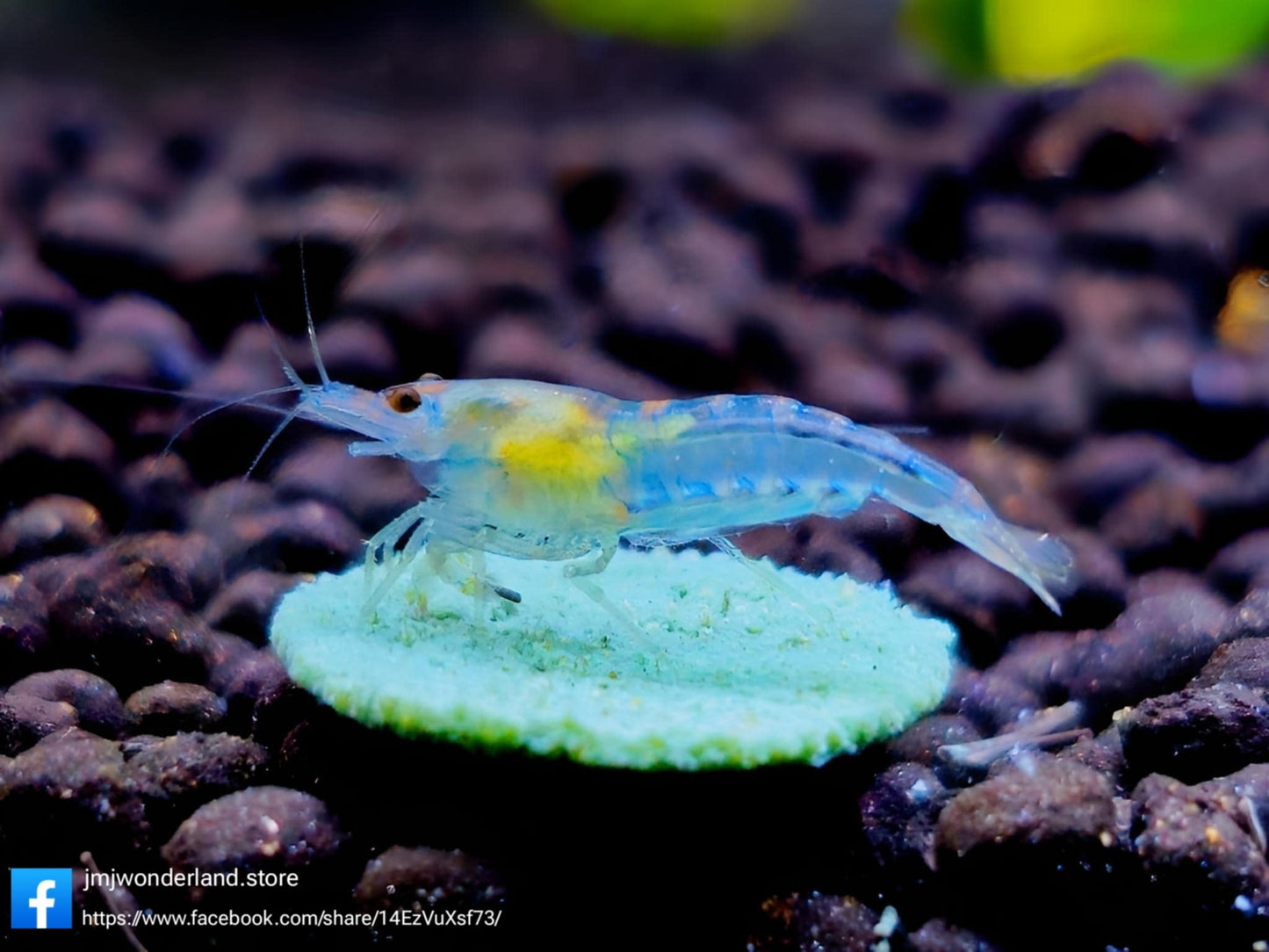 10+1 Blue Jelly Neocaridina Shrimp Medium-High FAST SHIPPING!