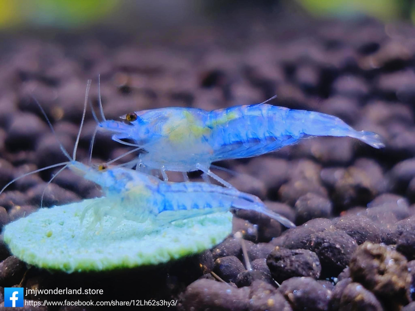 10+1 Blue Jelly Neocaridina Shrimp Medium-High FAST SHIPPING!