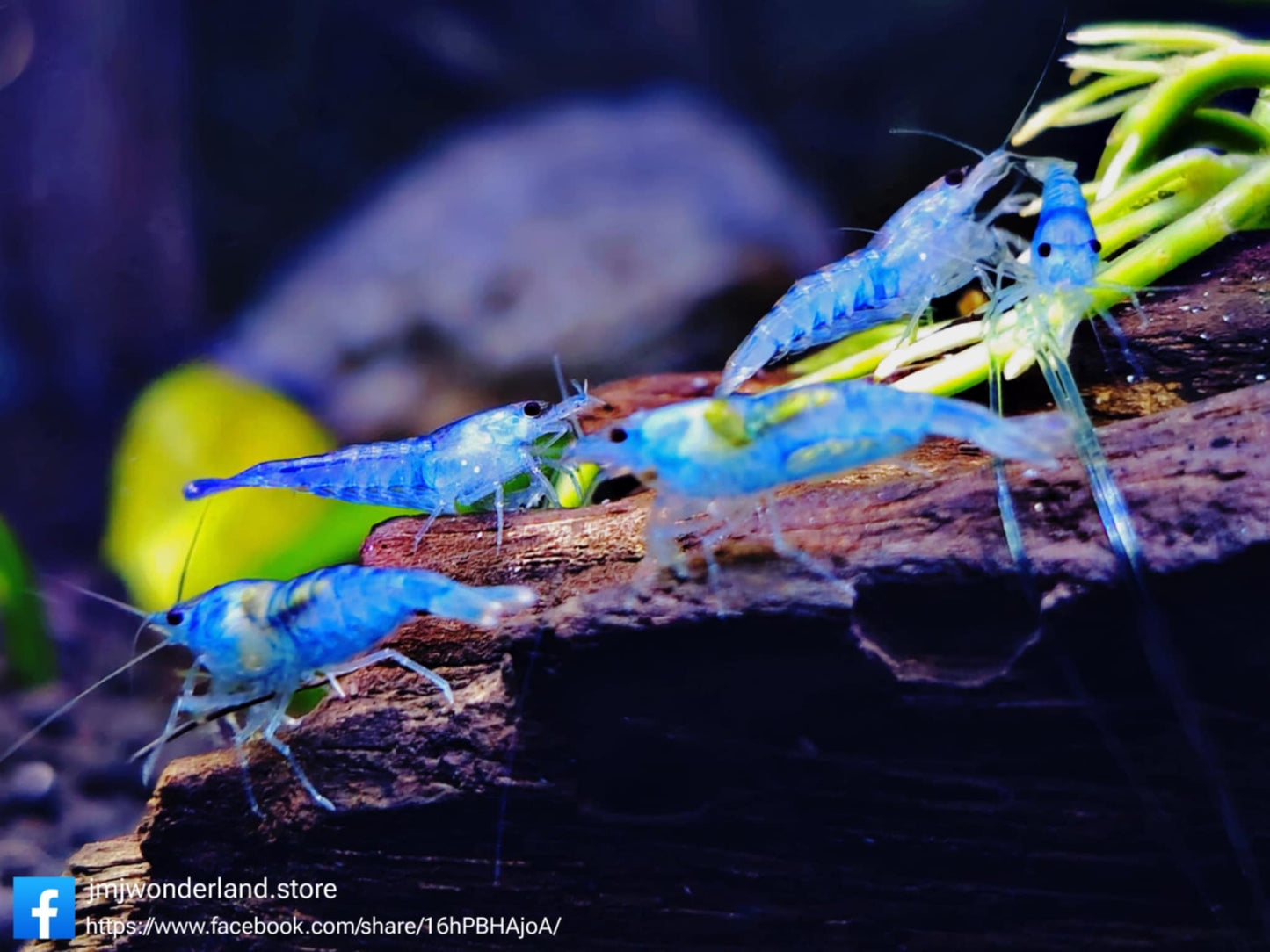 10+1 Blue Jelly Neocaridina Shrimp Medium-High FAST SHIPPING!