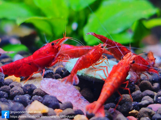 10+1 Fire Red Cherry Neocaridina Shrimp Medium-High Grade FAST SHIPPING!