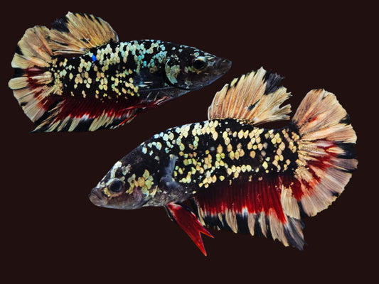 1x Live Avatar Red/Silver HMPK Male Betta (WYSIWYG) F501