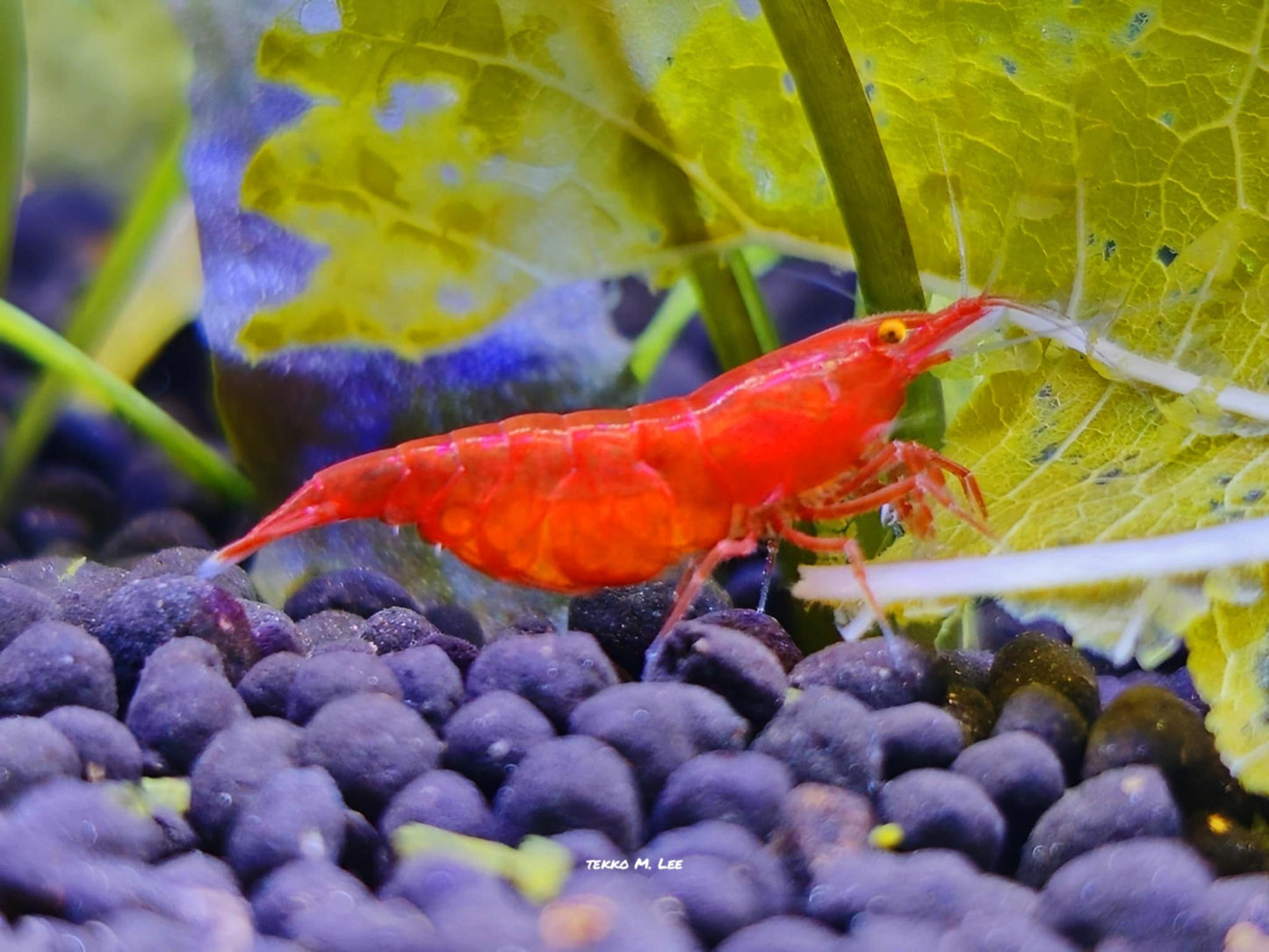 5+1 Red Demon OE Fire Red Neocaridina Shrimp Medium-High Grade FAST SHIPPING!