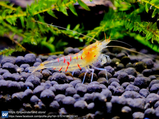 5+1 OE (Orange Eye) Red Tiger Caridina Shrimp FAST SHIPPING!