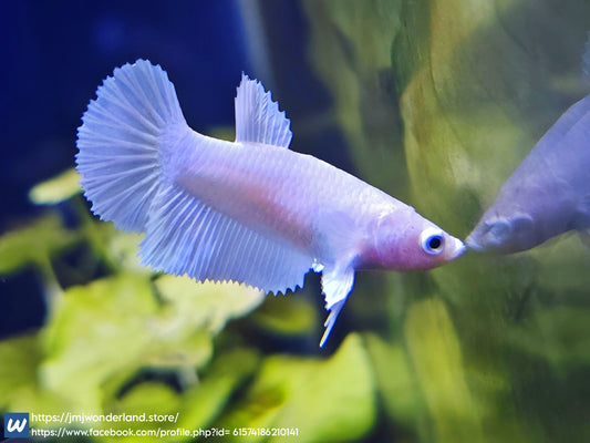 1x Live Platinum White Halfmoon Dumbo Female Betta HM (WYSIWYG)