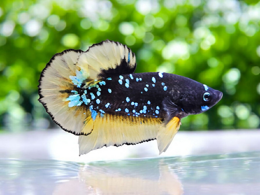 1x Live Yellow Avatar Male Betta - HMPK - WYSIWYG