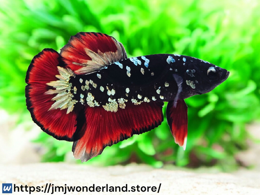 1x Live Red/Black Avatar Male Betta - HMPK - WYSIWYG