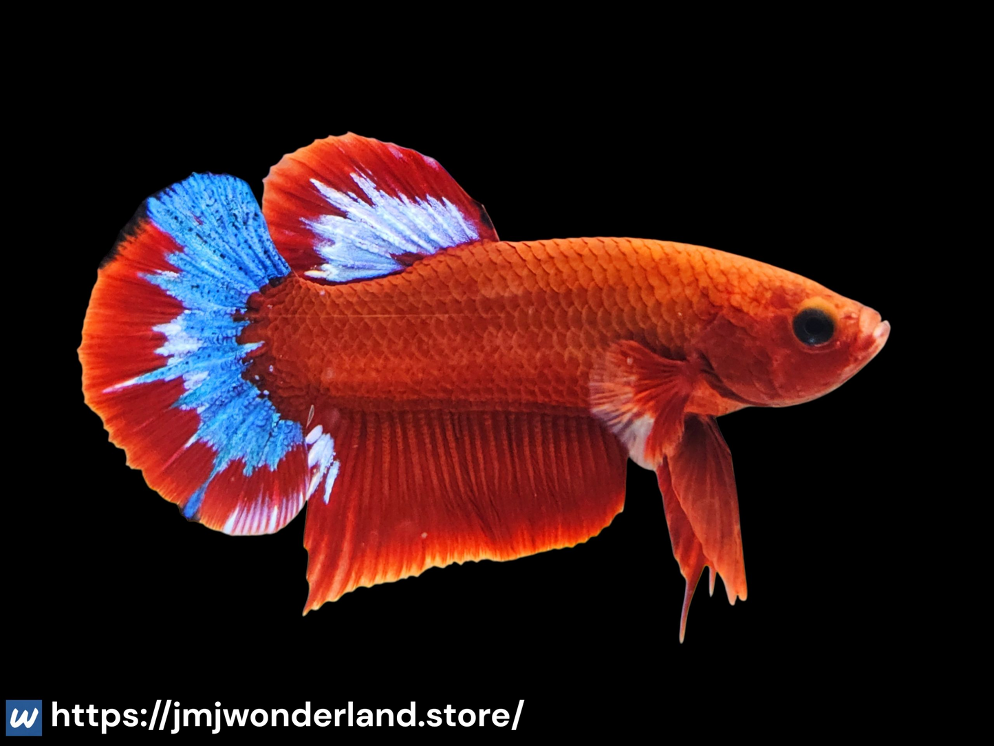 1x Live Red Devil Male Betta - HMPK - WYSIWYG