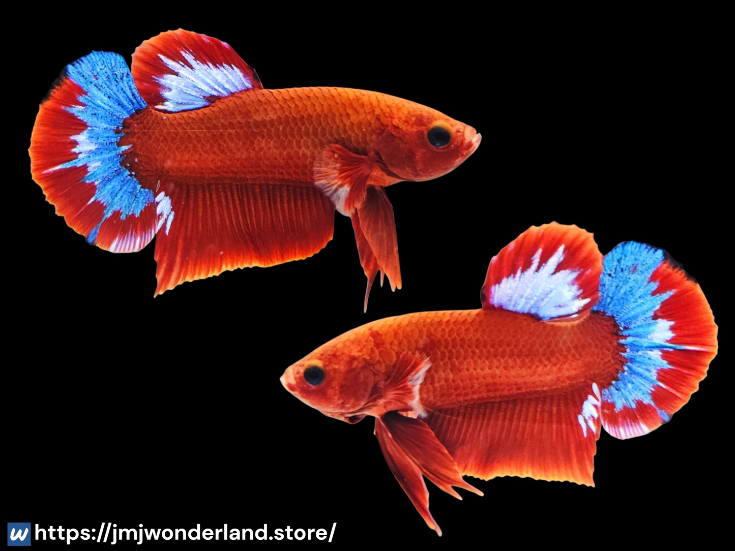 1x Live Red Devil Male Betta - HMPK - WYSIWYG