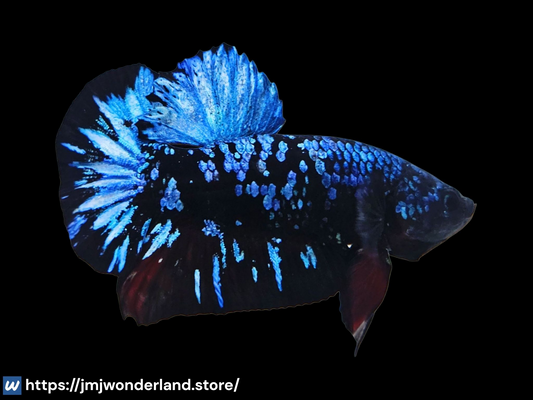 1x Live Blue Avatar Male Betta - HMPK - WYSIWYG - USA