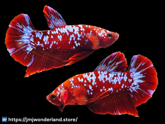 1x Live Red Barongsai Male Betta - HMPK - WYSIWYG