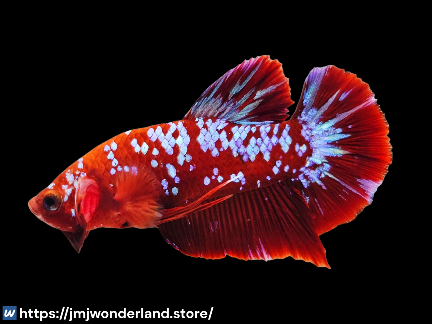 1x Live Red Barongsai Male Betta - HMPK - WYSIWYG