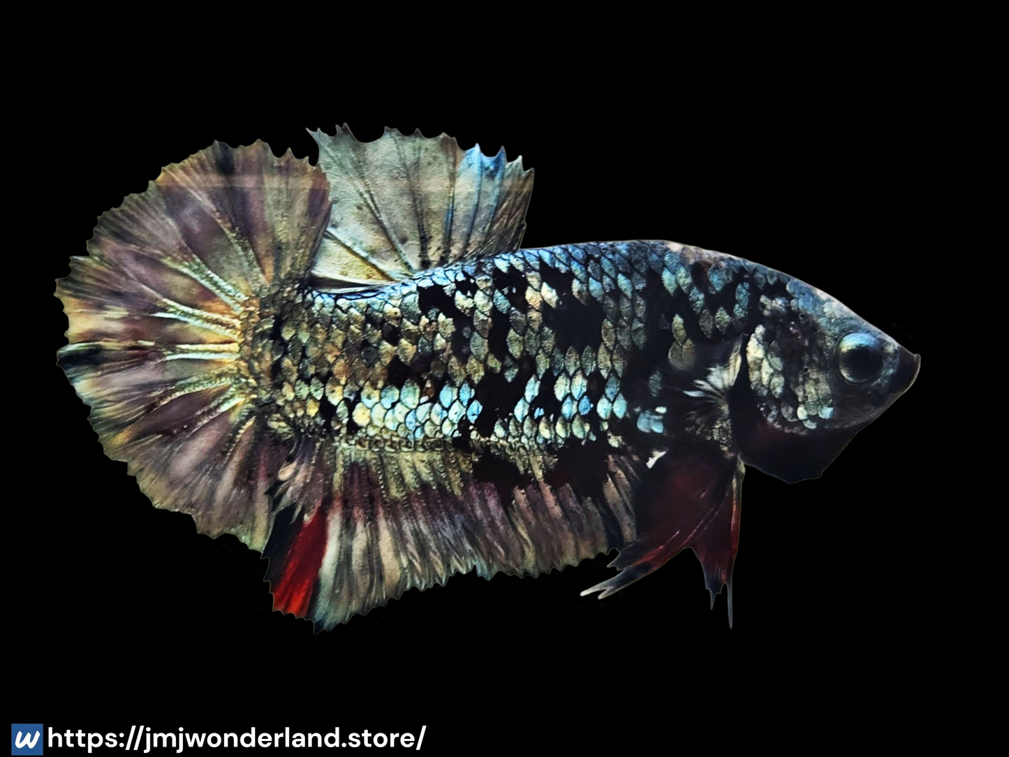 1x Live Grey Avatar Male BETTA - WYSIWYG