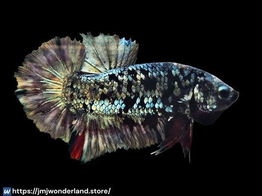 1x Live Grey Avatar Male BETTA - WYSIWYG