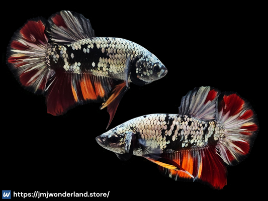 1x Live Orange/Red Avatar Copper Halfmoon - HMPK - WYSIWYG