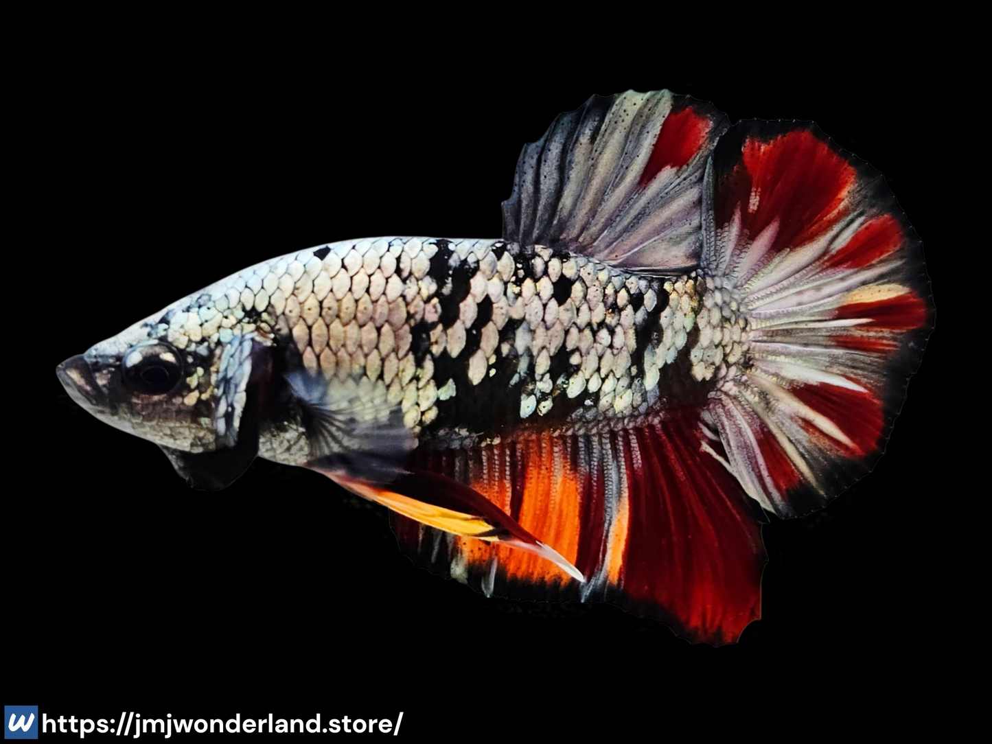 1x Live Orange/Red Avatar Copper Halfmoon - HMPK - WYSIWYG