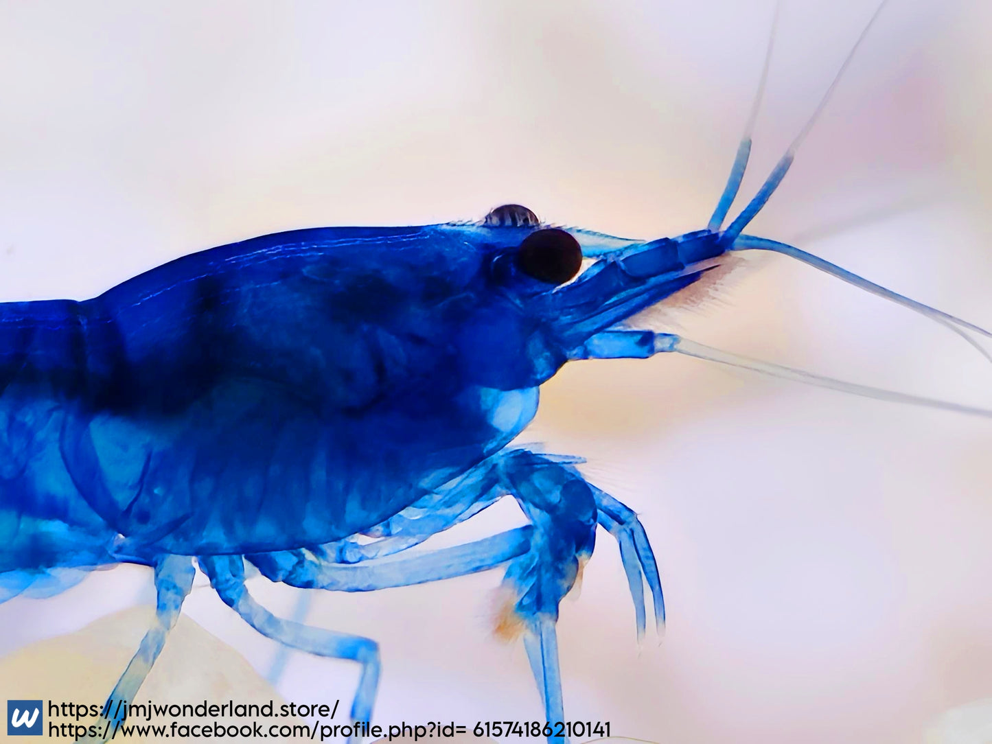10+1 Blue Dream Neocaridina Shrimp Medium-High Grade FAST SHIPPING!