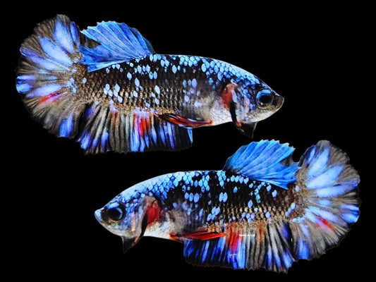1x Live Blue Avatar HMPK Male Betta (WYSIWYG) E304