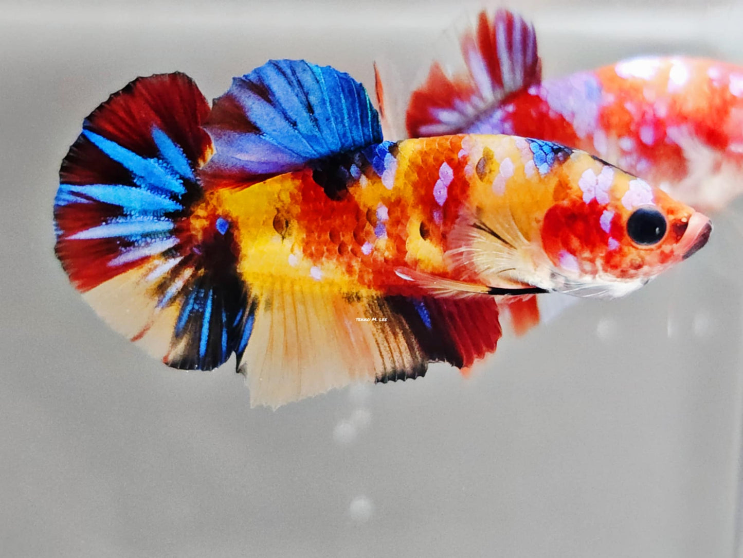1x Live Yellow Base Candy HMPK Male Betta (WYSIWYG) E302