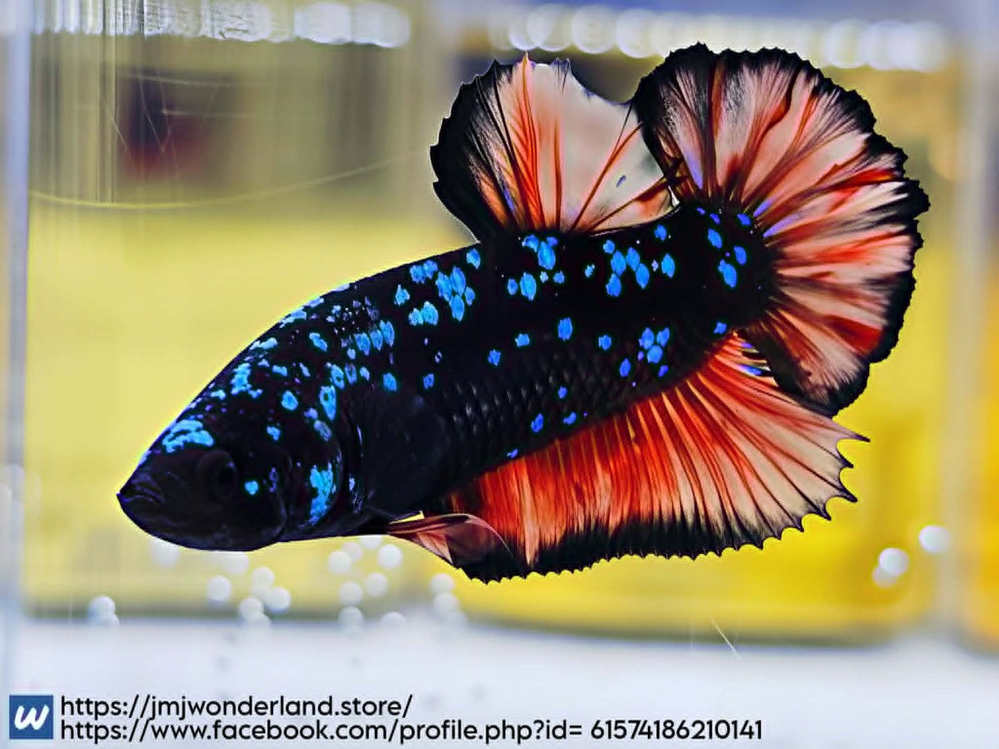 1x Live Orange/Red Avatar HMPK Male Betta - FAST SHIPPING (WYSIWYG) F507