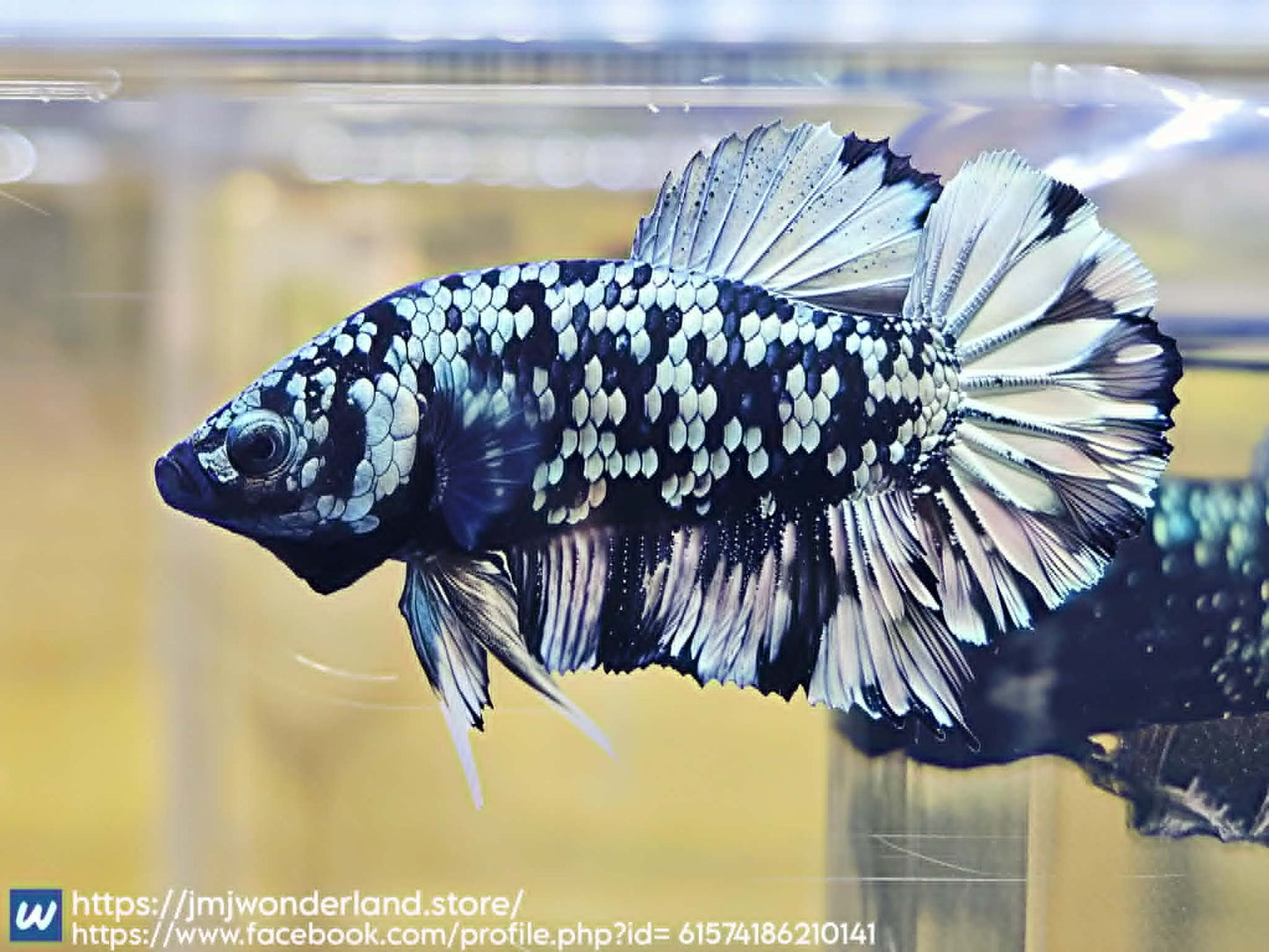1x Live Silver Avatar Male Betta HMPK - (WYSIWYG) H305