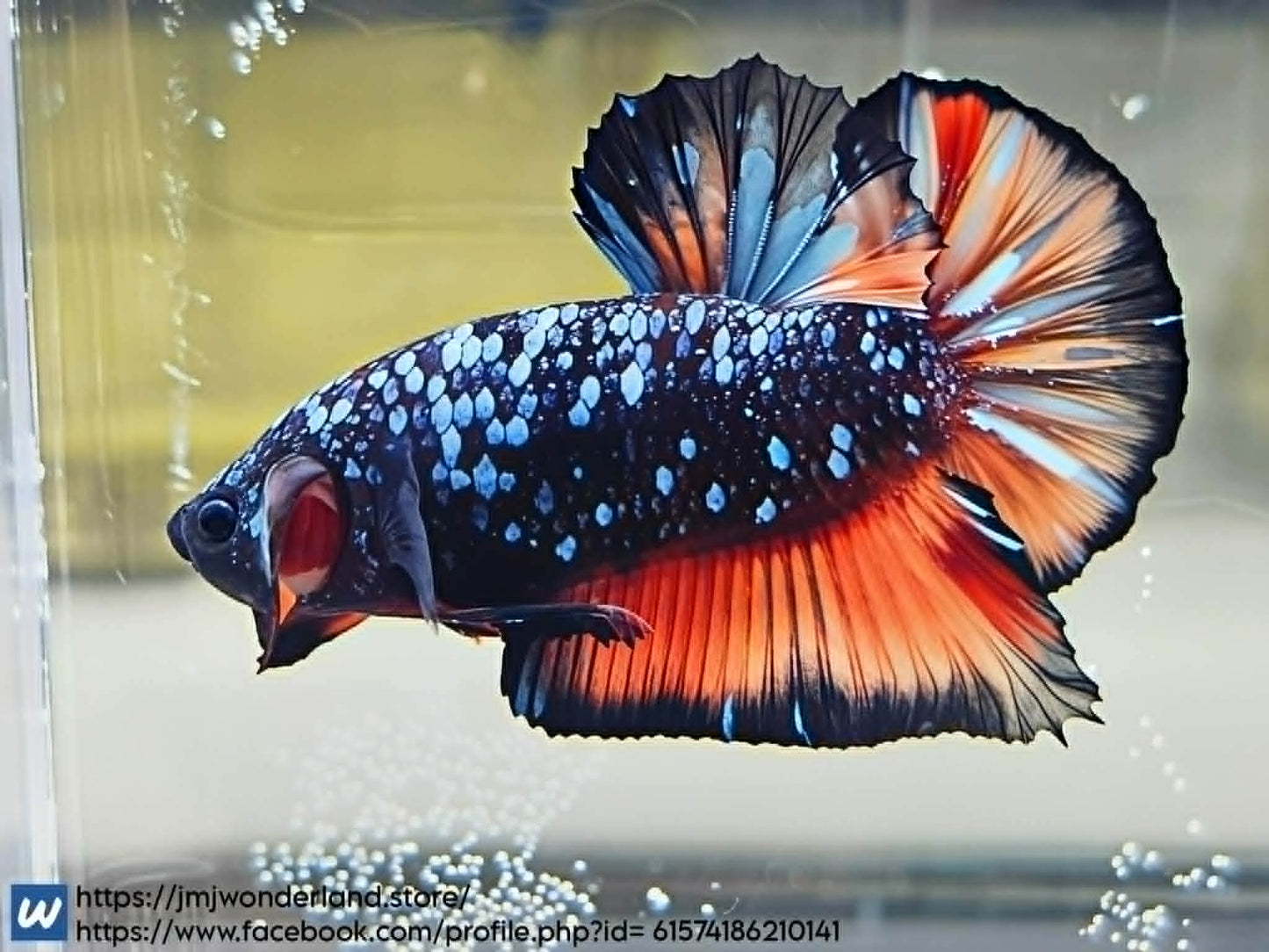 1x Live Orange/Blue Avatar HMPK Male Betta - (WYSIWYG) F503