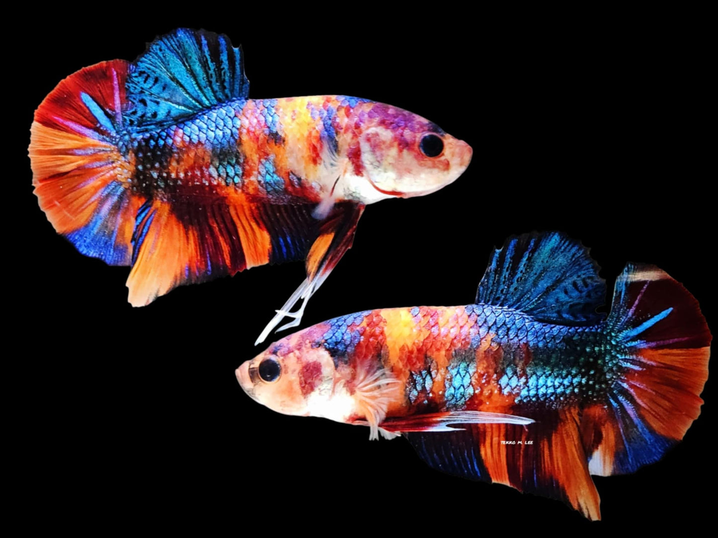 1x Live Copper Male HMPK Betta (WYSIWYG) A406