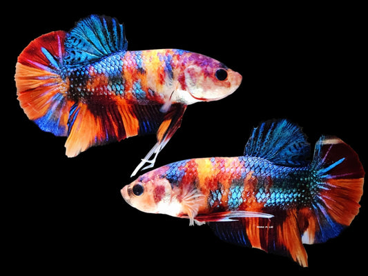 1x Live Copper Male HMPK Betta (WYSIWYG) A406