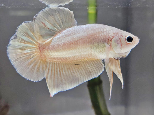 1x Live Super Gold HMPK Male Betta (WYSIWYG) E301