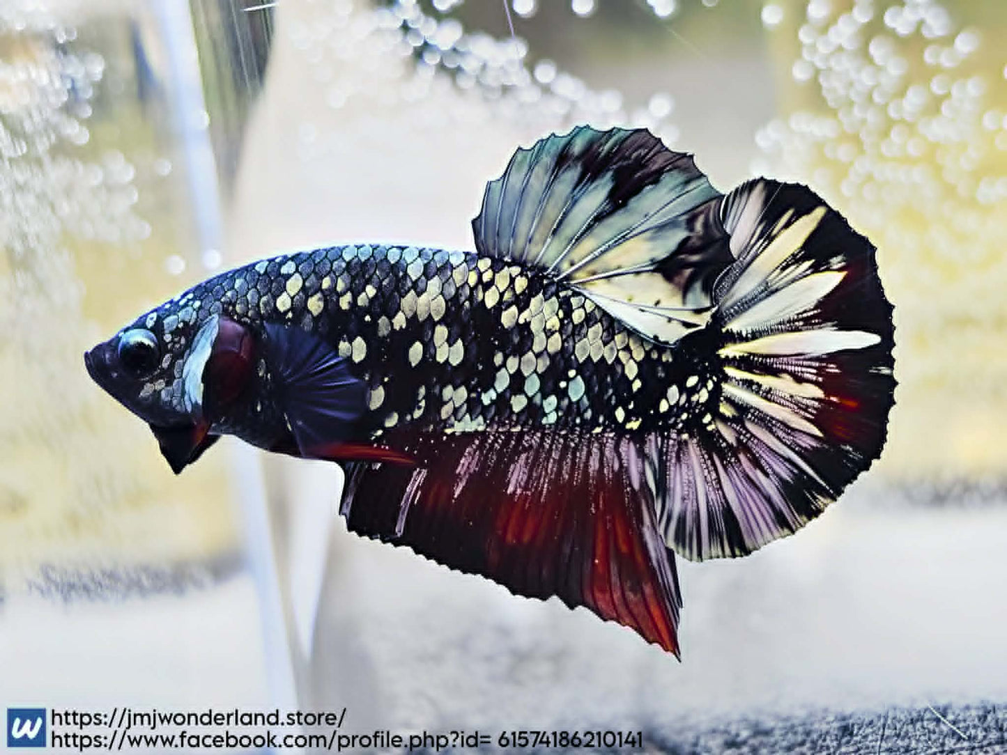 1x Live Avatar Red Glitter HMPK Male Betta (WYSIWYG) H302
