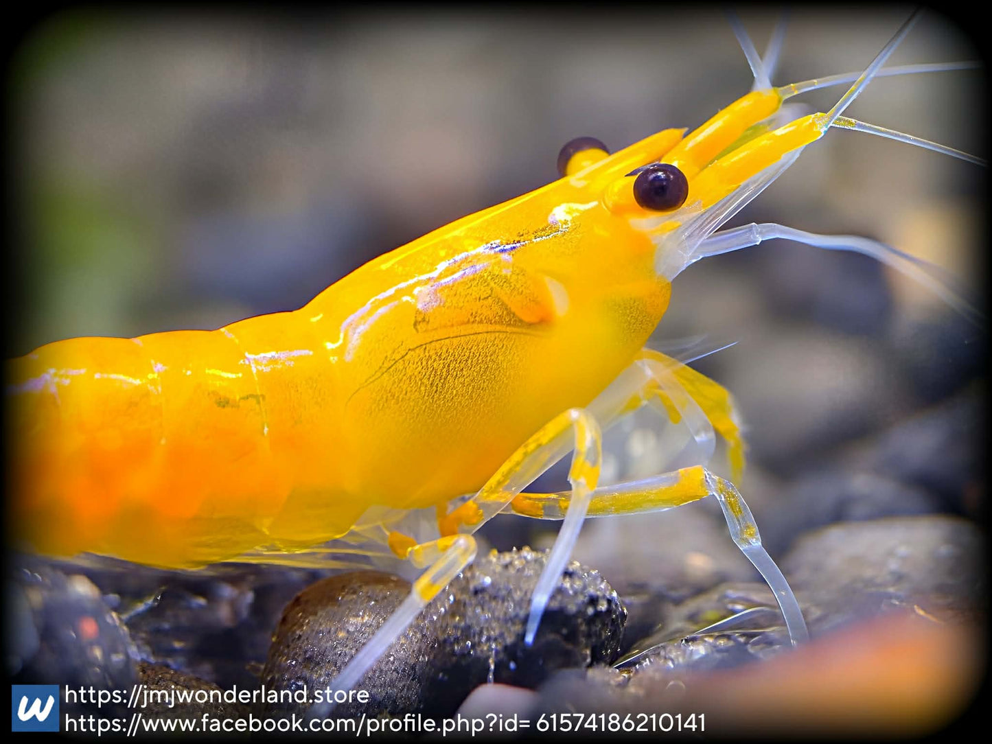10+1 Orange Sunkist Neocaridina Shrimp Medium-high Grade WATCH THE VIDEO!