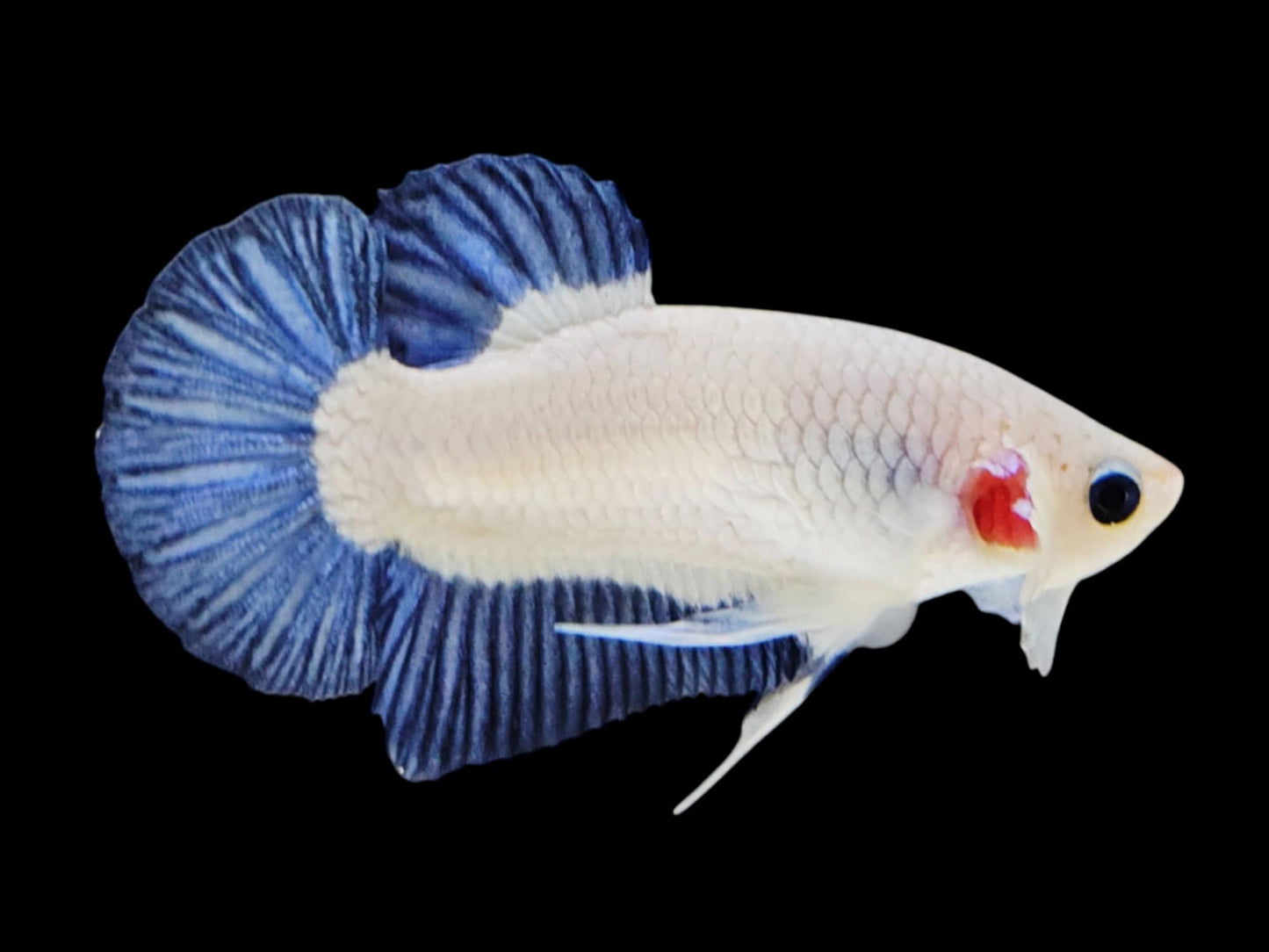 1x Live Blue Rim Male Betta HMPK (WYSIWYG)