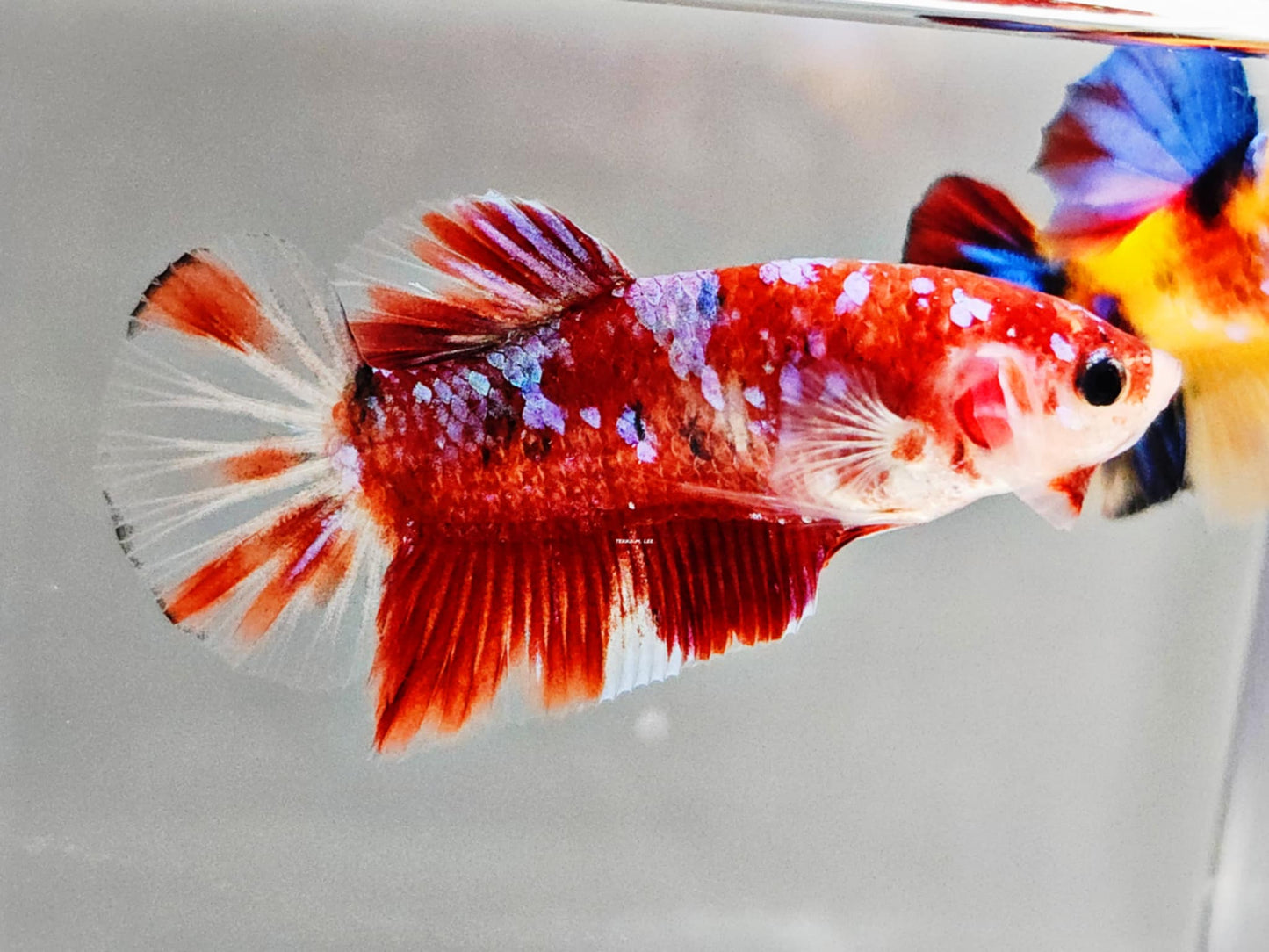 1x Live Cellophane Red Barongsai HMPK Male Betta (WYSIWYG) E305