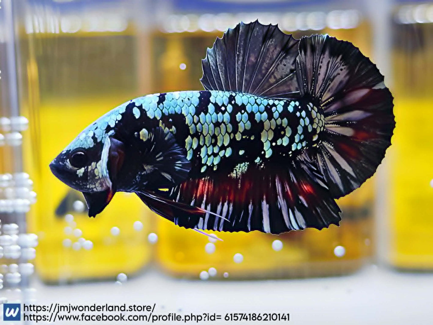 1x Live Silver/Red Avatar Male Betta HMPK - FAST SHIPPING! (WYSIWYG) E309